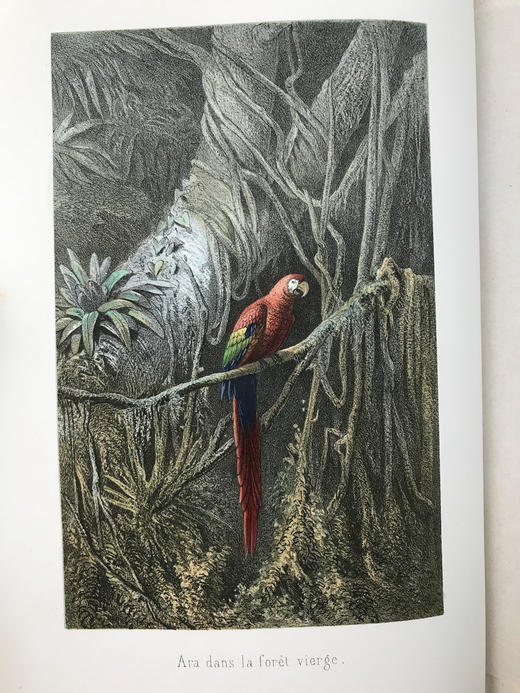 【法语】约19世纪后期 热带地区天文及自然科学研究 40幅版画插图  部分为彩色 真皮精装16开 商品图4