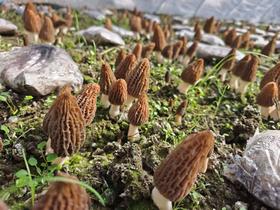 现采羊肚菌2斤