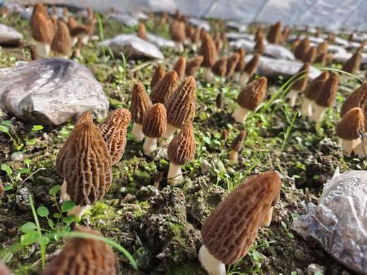 现采羊肚菌2斤 商品图0