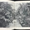 1876年 温室与暖房观叶植物 数十幅版画插图 漆布精装32开 商品缩略图2