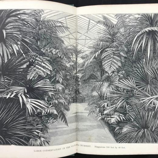 1876年 温室与暖房观叶植物 数十幅版画插图 漆布精装32开 商品图2