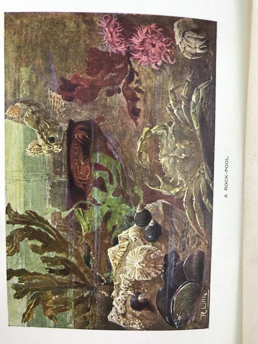 1903年 海滩生物图鉴 8页彩色300余幅黑白插图 漆布精装32开 商品图2