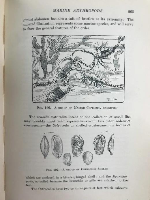1903年 海滩生物图鉴 8页彩色300余幅黑白插图 漆布精装32开 商品图11