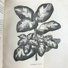 1876年 温室与暖房观叶植物 数十幅版画插图 漆布精装32开 商品缩略图7