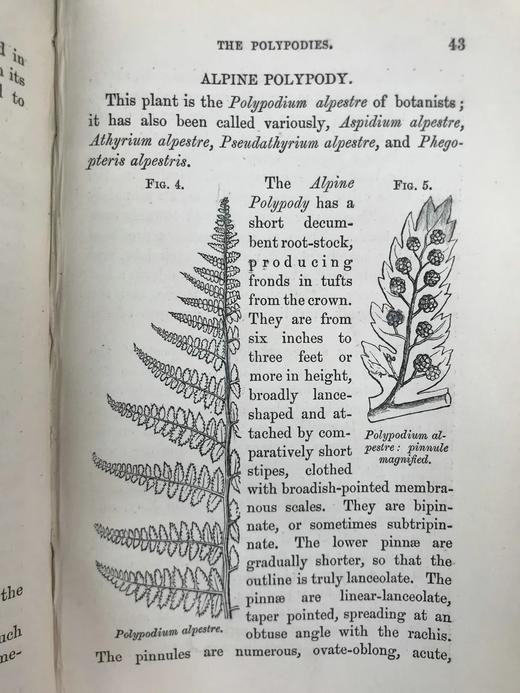 1861年 英国蕨类及其近缘植物 12幅套色版画插图 漆布精装36开 商品图12