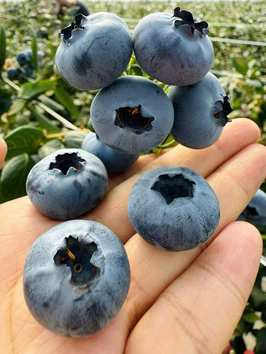 雪山恬云南脆甜蓝莓22+ 商品图2