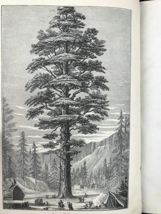 约19世纪后期 植物世界 476幅插图 全真皮精装32开 商品图2