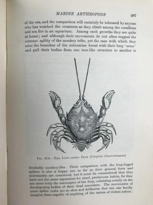 1903年 海滩生物图鉴 8页彩色300余幅黑白插图 漆布精装32开 商品图10