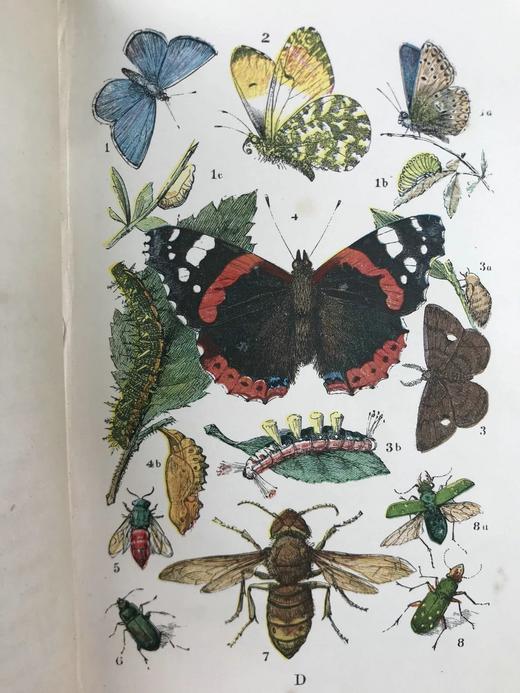 1861年 乡村常见事物图鉴 配多幅套色版画插图 漆布精装36开 商品图8