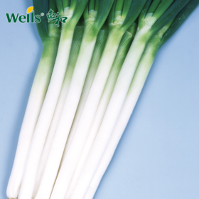 「专业种子」惠和一号 大葱杂交种子 耐热性强、适宜夏季收获的品种
