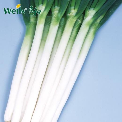 「专业种子」惠和一号 大葱杂交种子 耐热性强、适宜夏季收获的品种 商品图0