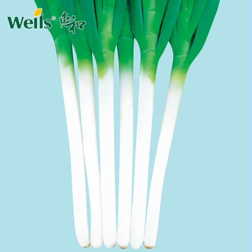 「专业种子」玖美 大葱杂交种子 前期生长速度快，可早种早收亦可用于晚抽苔栽培茬口 商品图0