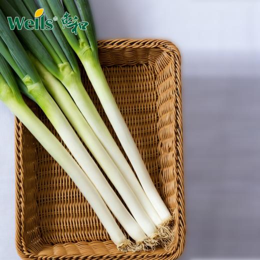 「专业种子」夏晖一本 大葱杂交种子 耐热、耐寒性强，长势旺盛、适合秋冬季收获 商品图0