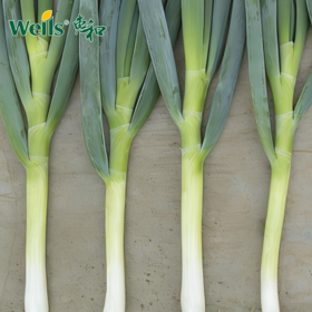 「专业种子」冬悦 大葱大田用种种子 耐热、耐寒性强，晚春至初夏不易抽苔的晚抽一本大葱