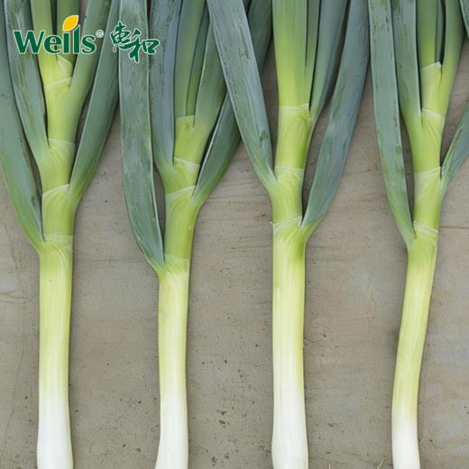 「专业种子」冬悦 大葱大田用种种子 耐热、耐寒性强，晚春至初夏不易抽苔的晚抽一本大葱 商品图0