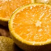 【果蔬精选】秭归巧克力橙 又称黑美人脐橙  果皮超薄 酸甜爆汁 原产地现摘现发 商品缩略图0