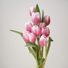 郁金香丨粉色海岸丨10枝 商品缩略图2