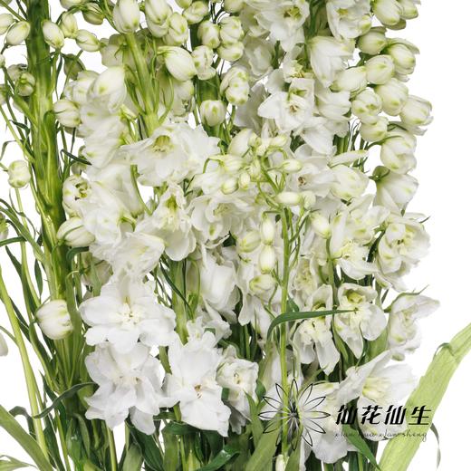 配花 | 大飞燕白色 商品图2