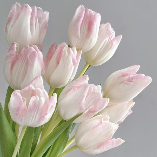 郁金香丨萌动丨10枝 商品图2