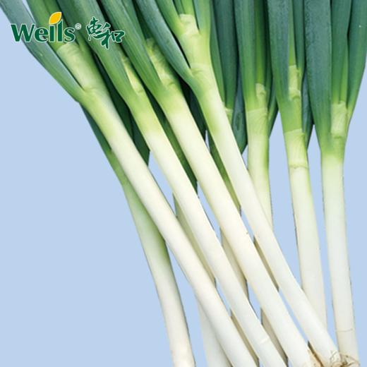 「专业种子」羽田晚抽 大葱杂交种子 综合商品性突出的晚抽苔品种 商品图0
