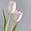 郁金香丨萌动丨10枝 商品缩略图1