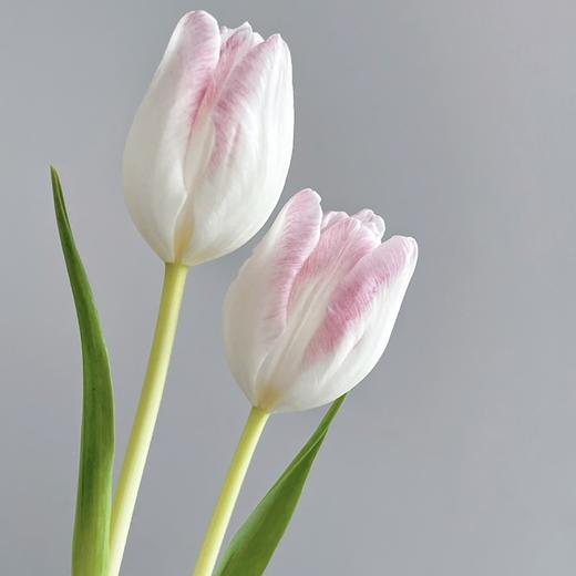 郁金香丨萌动丨10枝 商品图1