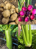 【张北野菜夫人3.8女神节活动集合】西芹、水果萝卜、土豆、洋葱 商品缩略图0