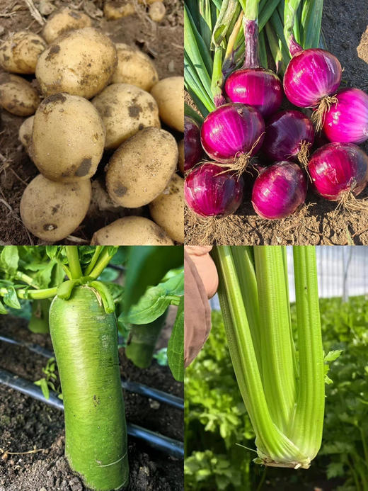 【张北野菜夫人3.8女神节活动集合】西芹、水果萝卜、土豆、洋葱 商品图0