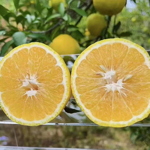 柠檬蜜橘 | 雪峰山生态种植 果肉饱满 清香四溢 脆嫩爆汁 既有柠檬的清香 又有蜜橘的甜蜜 维C满满 商品图9