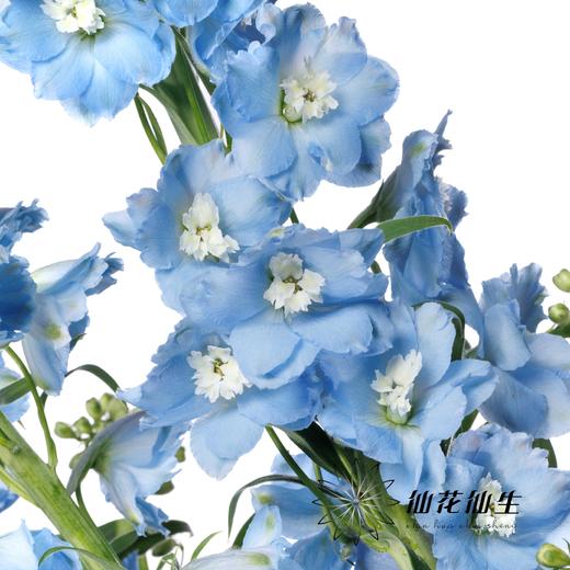 配花 | 大飞燕浅蓝 商品图2