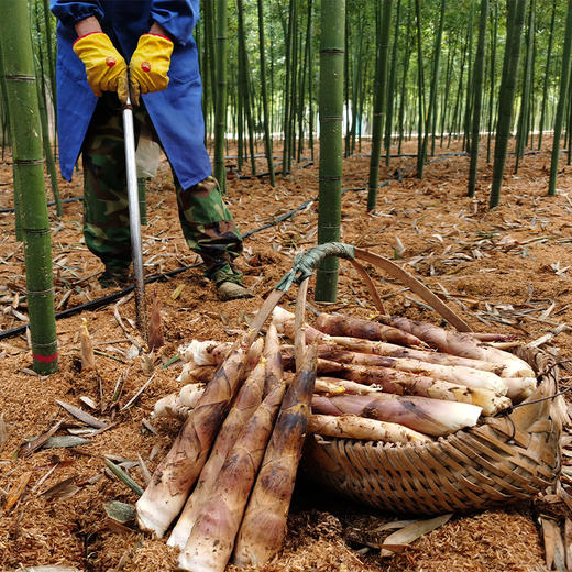 春季限定！20天尝鲜！解腻、刮油，节后必吃！【鲜珥家雷竹笋 】应季现挖中大笋净重3斤装 脆嫩清甜 时令春笋 商品图11