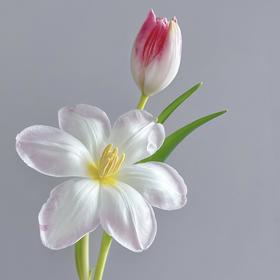 郁金香丨萌动丨10枝