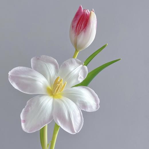 郁金香丨萌动丨10枝 商品图0