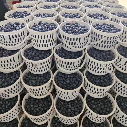 【顺丰空运】云南高原露天蓝莓，爽口多汁，营养丰富、富含花青素及维生素，水灵饱满，多汁清甜 商品图7