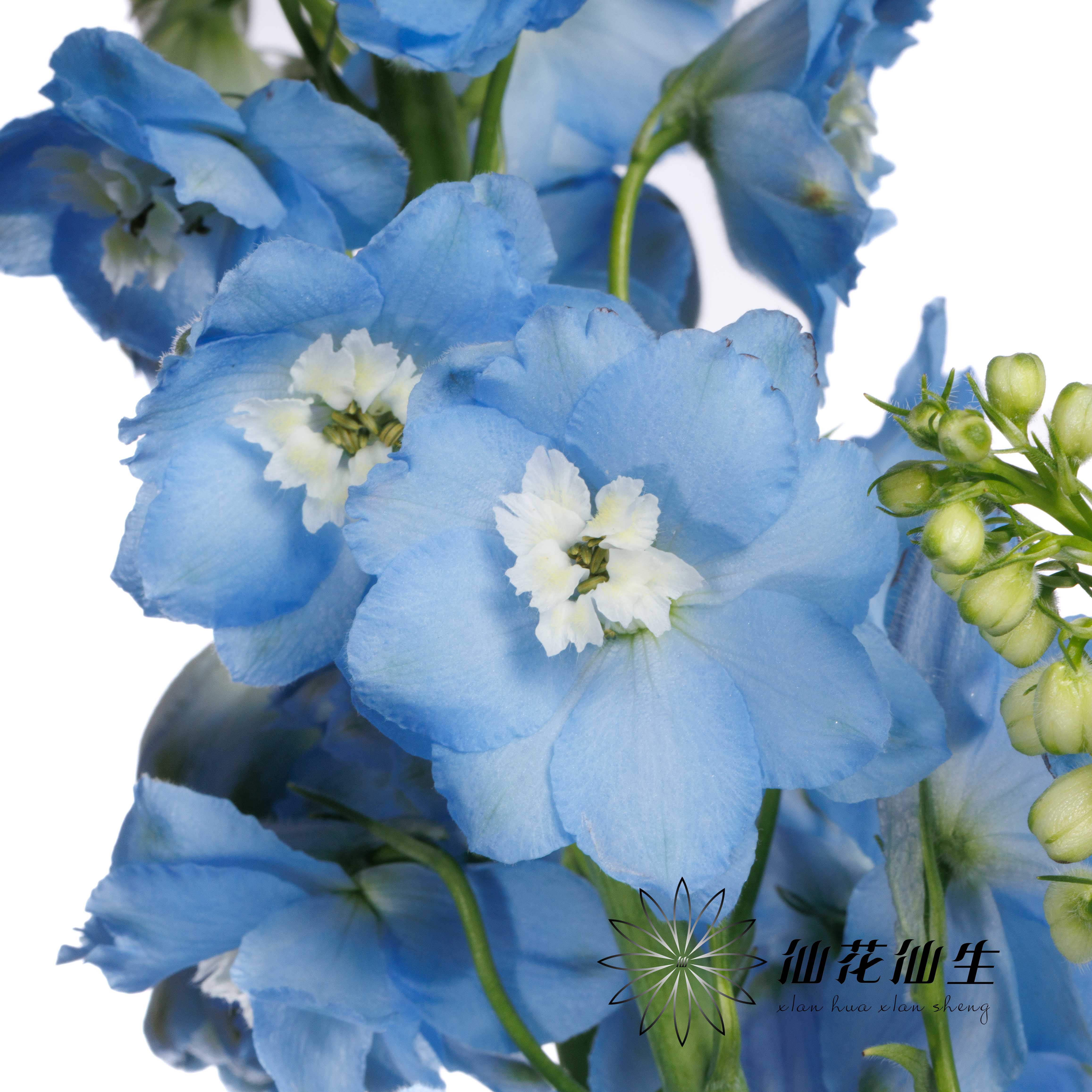 配花 | 大飞燕浅蓝