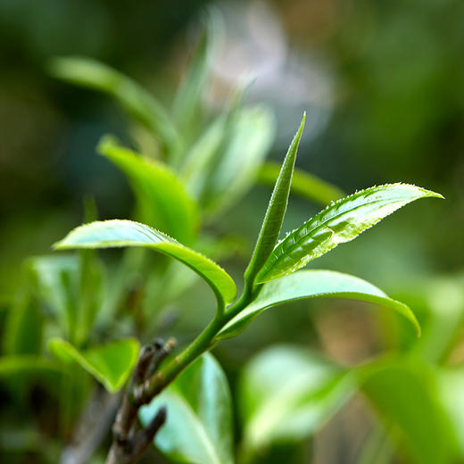 【26年春茶】小罐茶·口粮系列·早春绿茶日常装80g【预售】 商品图10