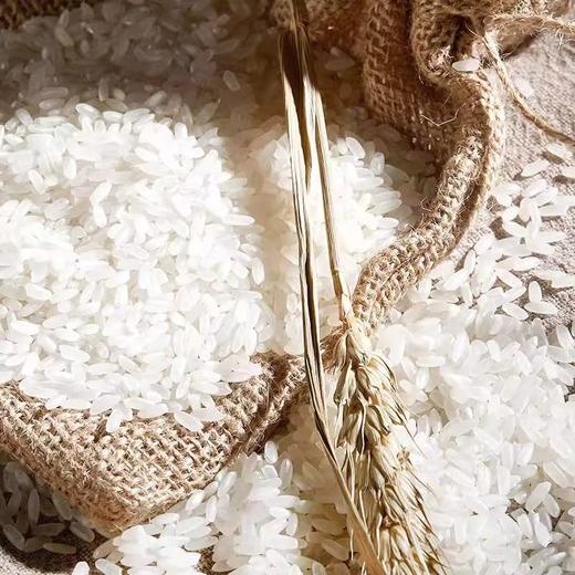 【五常直供❗️东北黑土培育大米】自有基地种植，当季新米，米香四溢！细腻润滑新五常大米东北大米包邮真空五斤十斤装长粒米 商品图4