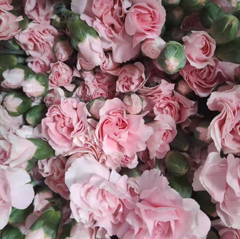 多头康乃馨.雷吉娜 商品图0