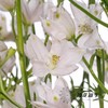 配花 | 小飞燕粉色 商品缩略图0