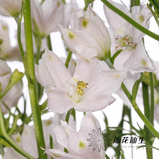 配花 | 小飞燕粉色 商品图0