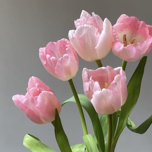 郁金香丨头等舱丨10支 商品图2