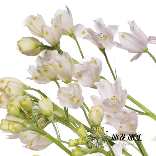 配花 | 小飞燕粉色 商品图4