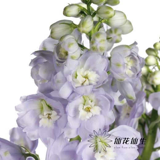 配花 | 大飞燕浅紫 商品图4