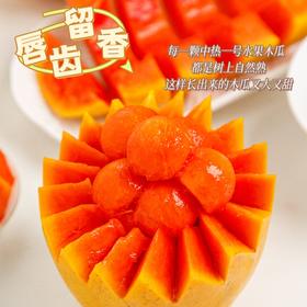 树上熟水果木瓜