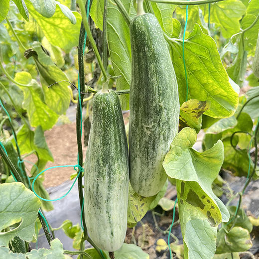 头茬老树羊角蜜瓜 | 头茬蜜瓜抢先尝 水润多维C 肉脆多汁 清香可口 无渣更爽脆 现采更新鲜 商品图8