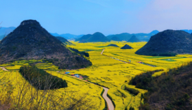 【春季赏花】<云南5天动车团>东川红土地、轿子雪山、花溪•小天池、仙境冷杉林、珠江源风景 区、曲靖麒麟水乡、云南罗平油菜花海、野奢云屯温泉、彝族篝火晚会