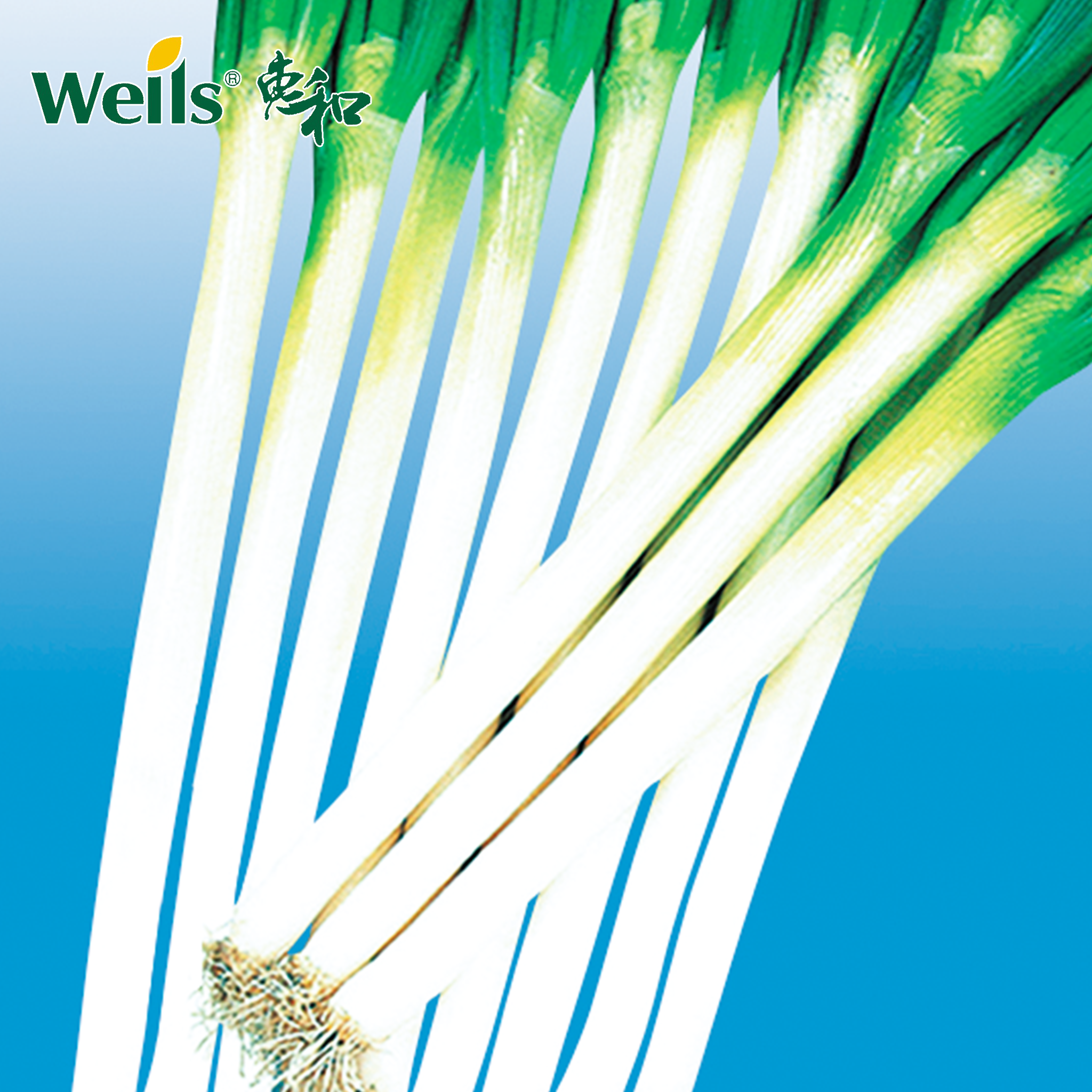 「专业种子」超级晚抽 大葱大田用种种子 耐抽苔一本品种，耐热、耐寒性强，可满足周年收获