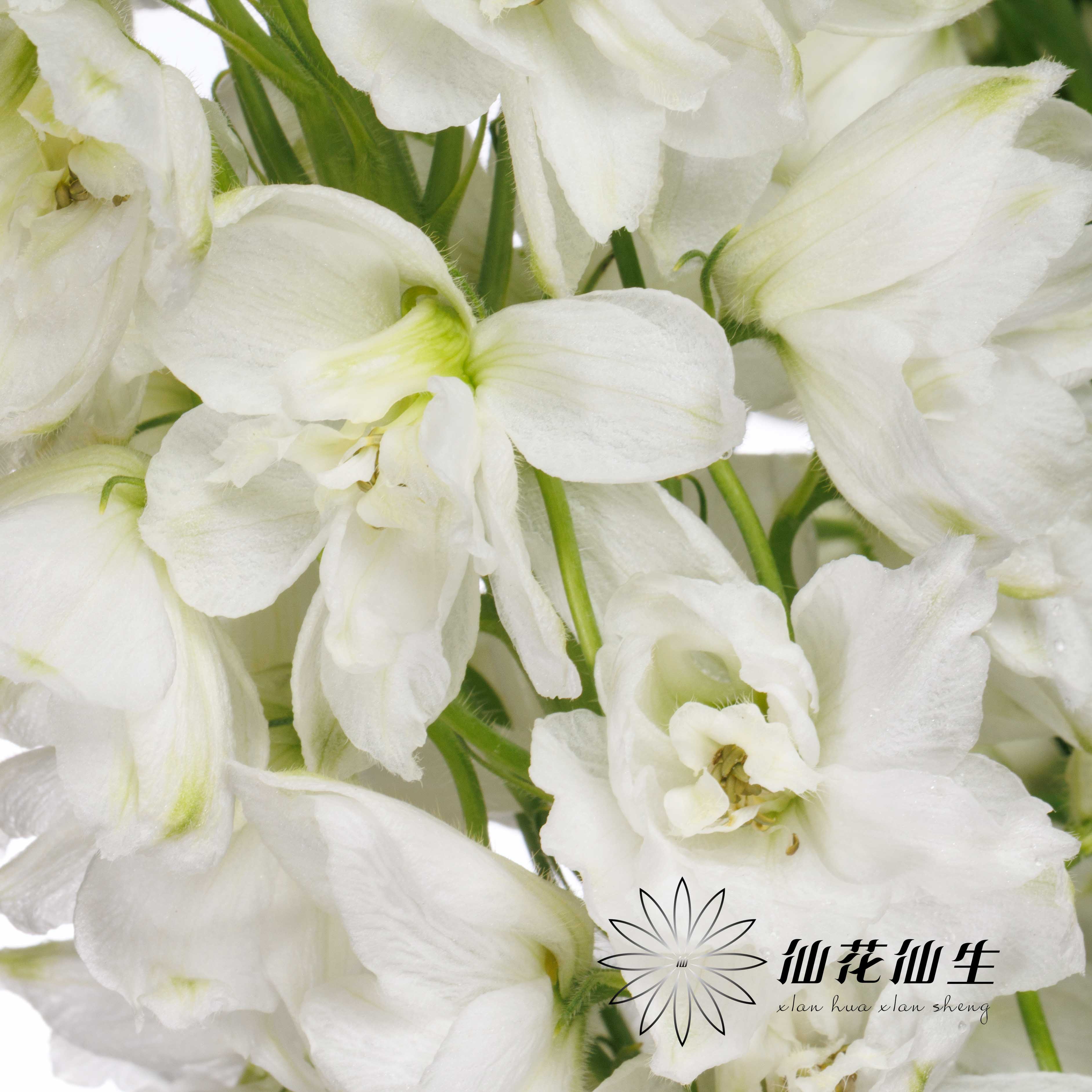 配花 | 大飞燕白色