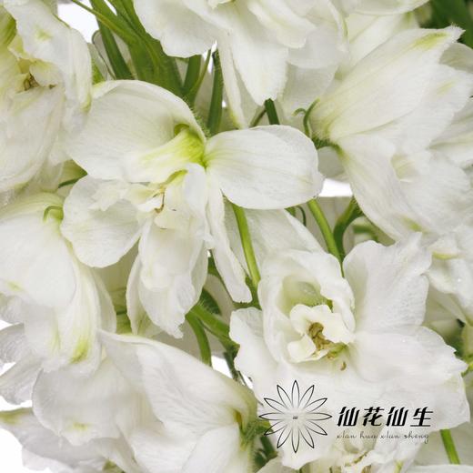 配花 | 大飞燕白色 商品图0