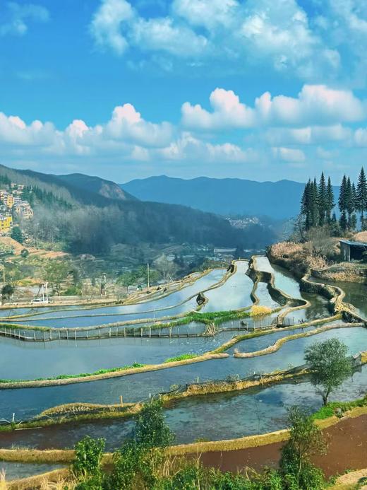 25年新红米【1300年的老米种红米 每份500g*4袋】 商品图5